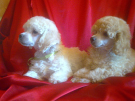 щенки миниатюрного пуделя абрикосового окраса