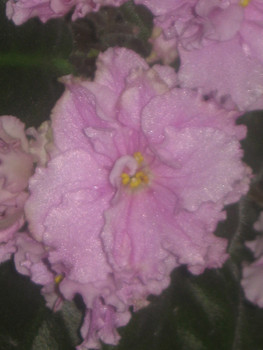 Красивые фиалки за 30 руб. 4