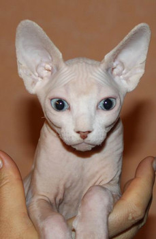 Котенок канадского сфинкса 3