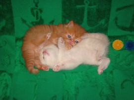 Забавные толстощёкие мордашки. 4