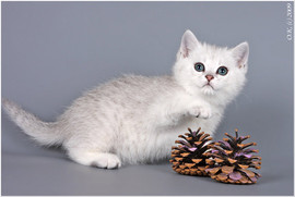 Британские серебристые котята, продажа 2