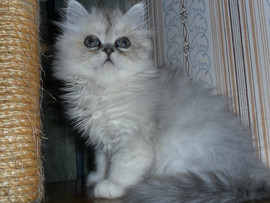 Котик 2 мес. серебристая шиншилла ns11 с метрикой 3