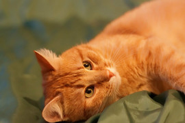 Рыженький котик 2