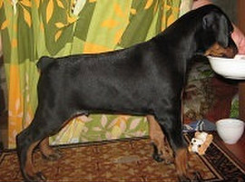 элитные щенки добермана 3