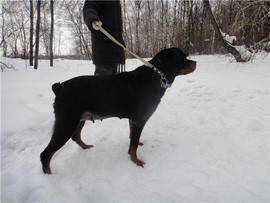 Ротвейлер Тара ищет компаньона