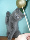 Продается Британский голубой КОТ