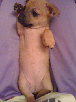 Русский той-терьер