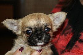 Щенки Чихуахуа