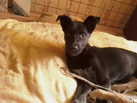 Отдам в хорошие руки!