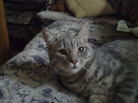 ПРОДАЕТСЯ ПОДРОСТОК КОТИК ОТ ШОТЛАНДСКОЙ ВИСЛОУХОЙ