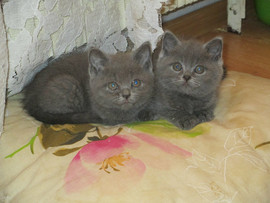 Британские котятки