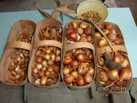 Луковицы тюльпанов и нарциссов.