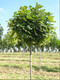 Саженцы Клён остролистный
