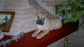 Продам щеночка Шар-пея