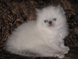 Персы колор-пойнты (гималайские) с голубыми глазами