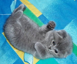 Британские и шотланские вислоухие котята.Окрас голубой.