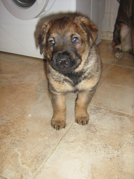 Щенок в добрые руки!