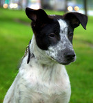 Щенок. Метис русского спаниэля. Продаю почти даром.