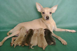 Продаются щенки той-терьера