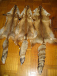 Продам сибирские шкуры рыжей лисы.