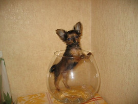 Продаются миниатюрные щенки длинношёрстного той-терьера