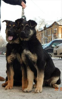 Щенки восточноевропейской овчарки