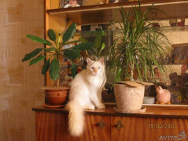 ЛЮДИ ДОБРЫЕ ПОМОГИТЕ НАШИМ КОШАКАМ!!!!