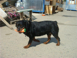 Ротвейлер Лука хочет стать домашним