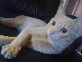 Примите котика в дар,его хозяин умер