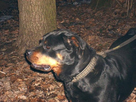 Ротвейлер Боня ищет хозяина