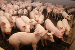 Свинокомплекс реализует поросят и свиней ОПТОМ от 50 голов.