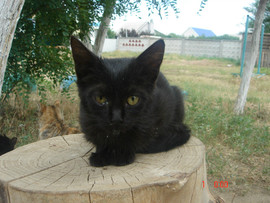 Отдам в добрые руки 3