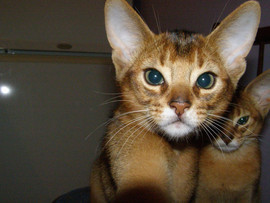 Абиссинские котята