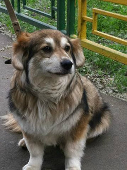 Ости.Малыш ждет своего хозяина.