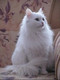 Отдам белую красотку-ангорку, 1 год