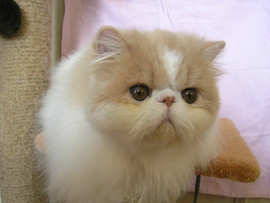 Питомник "Sigel" предлагает красавца-перса 2