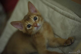 Абиссинские котята