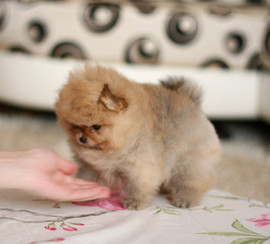 Продам собачек 2