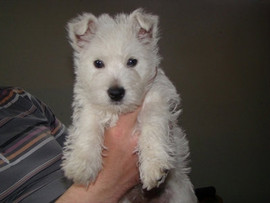 щенки ВЕСТ ХАЙЛЕНД УАЙТ ТЕРЬЕР