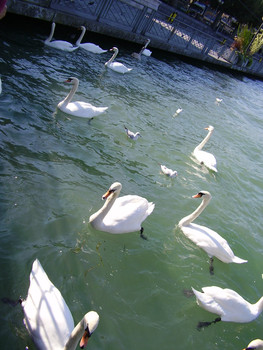 ГИД В ЖЕНЕВЕ - ПУТЕШЕСТВИЕ ПО РОМАНСКОЙ ШВЕЙЦАРИИ И СОСЕДНЕЙ ФРА