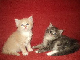 Британские котята