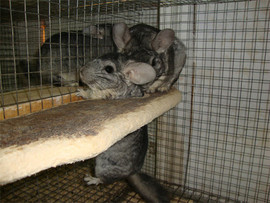 Разведение шиншилл 4