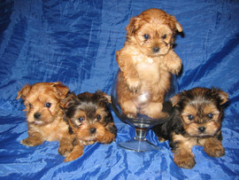 Хотите экслюзивного Голден Йорка??