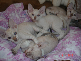 Котята петербургского сфинкса