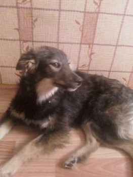 Отдам в хорошие руки!