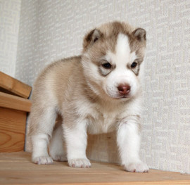 Щенки сибирского хаски для выставок и разведения, питомник Altai