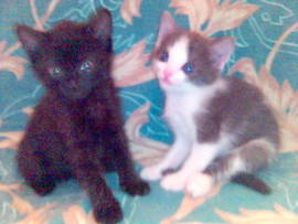 В хорошие руки Котята 1-2 мес.