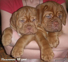 Щенки Бордоского дога