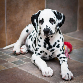 ЩЕНОК ДАЛМАТИНА ОТ ИНТЕРЧЕМПИОНОВ