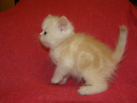 котята персы - экзоты